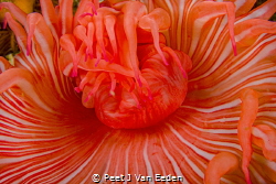 A feeding sea- anemone by Peet J Van Eeden 
